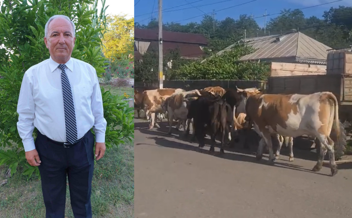 primarul Ionel Lungu si bovine in fata Primariei Erbiceni
